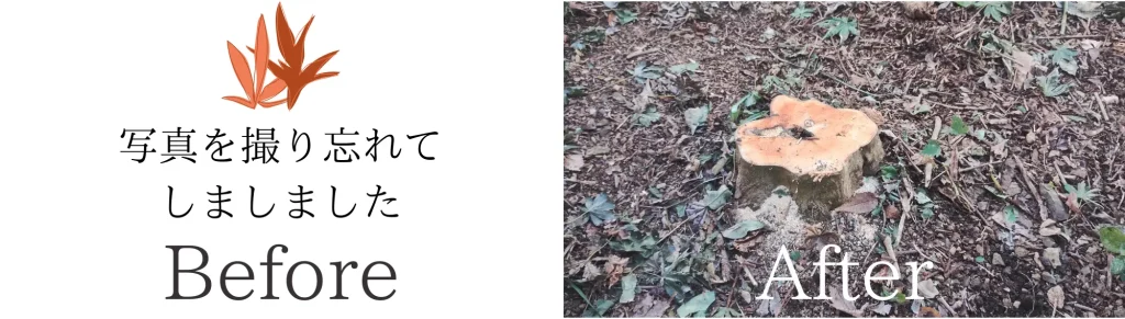 潟上市庭木伐採Before・After画像
