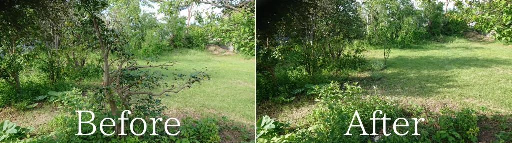 庭木の伐採Before・After画像