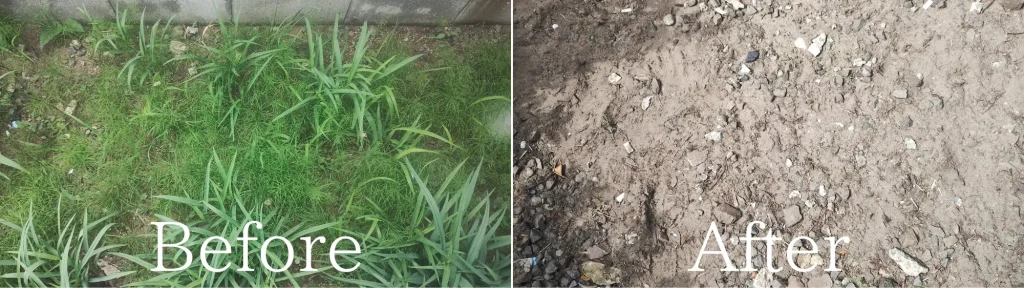 秋田市草取りBefore・After画像2
